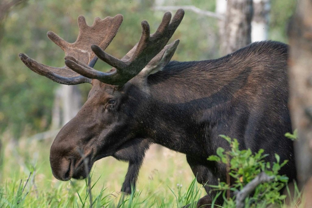 Orignal en forêt, guide de préparation de la viande de gibier
